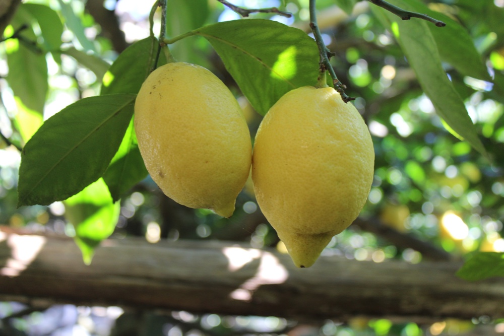 Limoncello tour